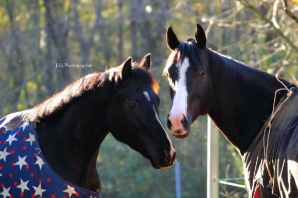 phase de reconversion cheval de course