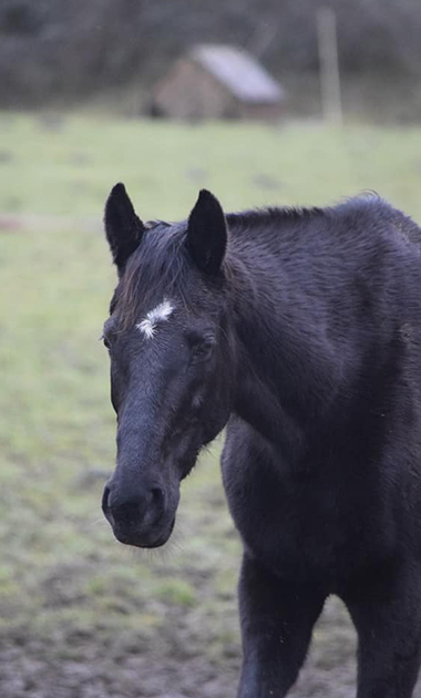 Vente de chevaux réformés